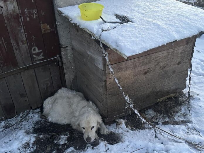 Pies o białej sierści, zmęczony i przygnębiony leży na śniegu w przy drewnianej budzie.