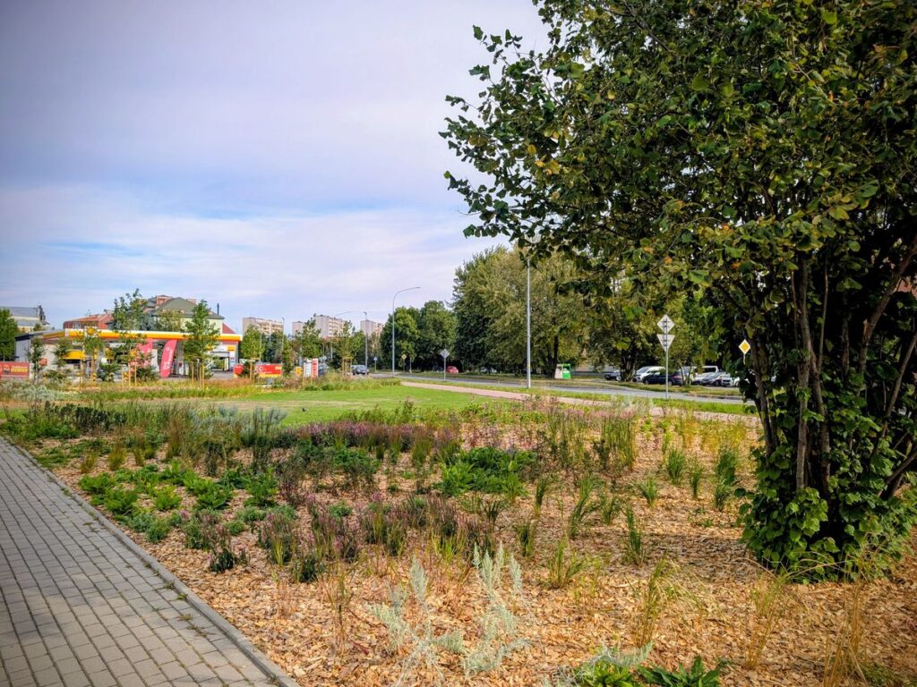 Zieleniec z nowymi nasadzeniami w centrum miasta. 