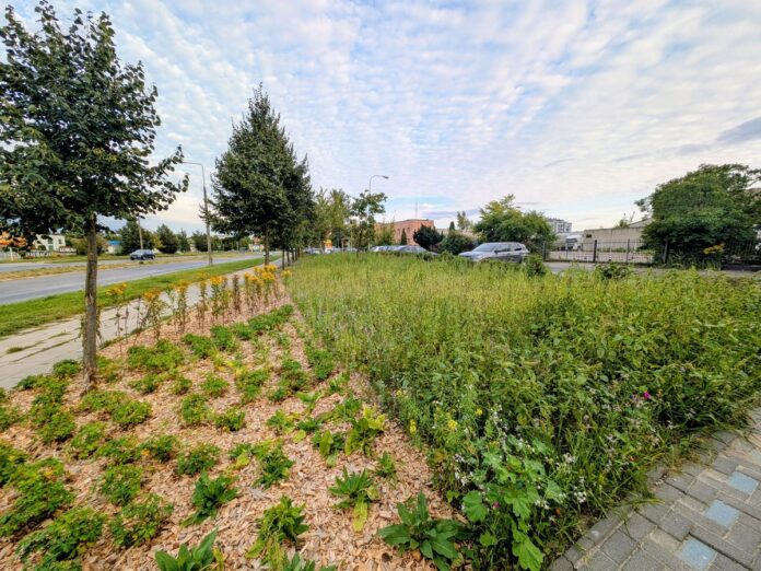 Zieleniec z nowymi nasadzeniami w centrum miasta.