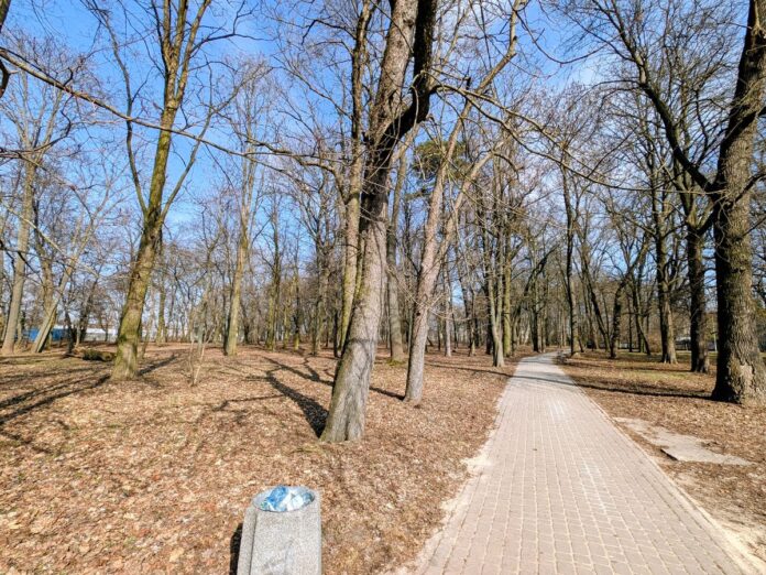 Park miejski z dużą liczbą drzew i jedną alejką w marcu