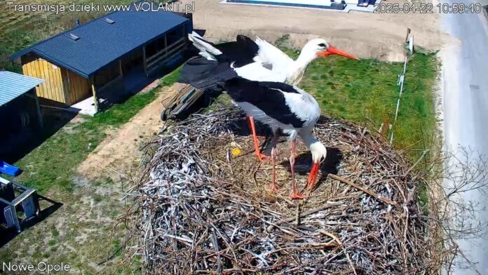 Dwa bociany stoją w gnieździe, w tle widoczny jest dom.
