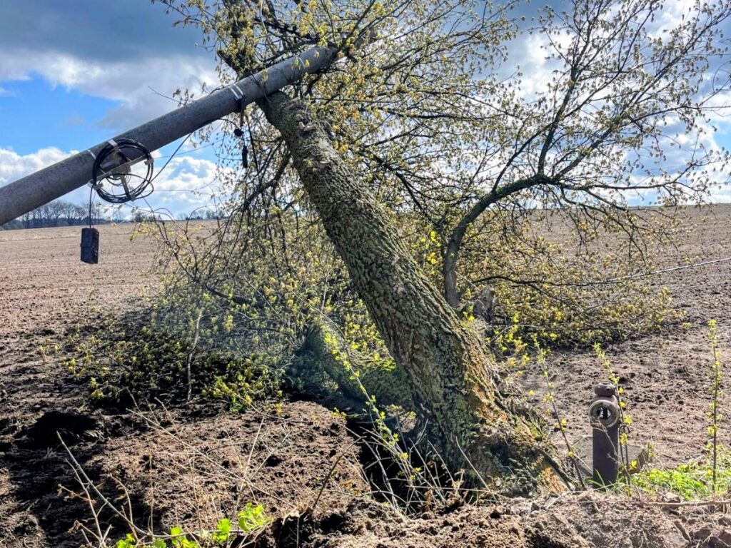 Drzewo powalone na linię energetyczną. Fot. OSP Mordy
