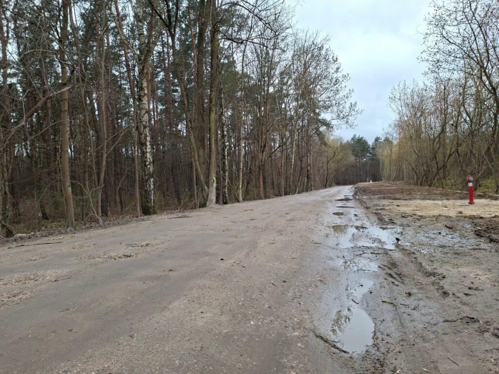 Ulica prowadzona w lesie otoczona drzewami. 